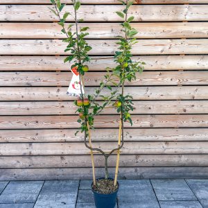 Jabloň domáca (Malus domestica) ´JONAGOLD´ - zimná, výška 160-200 cm, kont. C7.5L - tvarovaná stena U